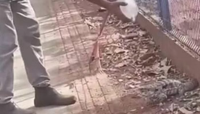 Um trabalhador teve parte de um dedo amputado após ser atacado por um lagarto da espécie teiú ...