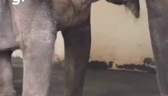 Após décadas em cativeiro, elefanta Baby chega em santuário de MT