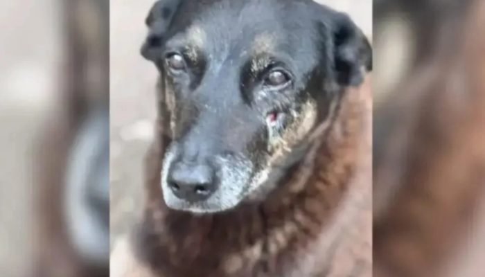 1 de 1 Cão Orelha - Foto: Reprodução/Redes Sociais