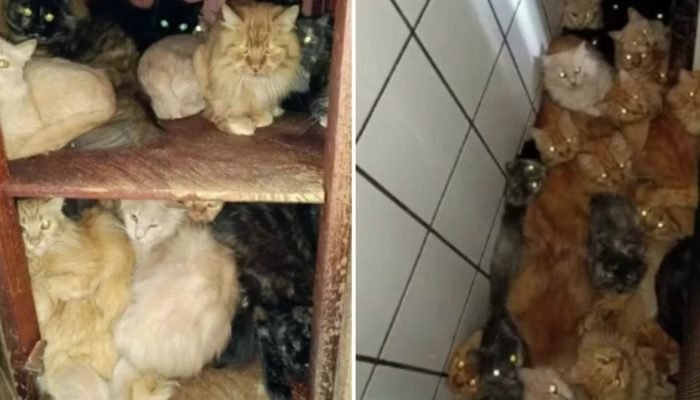 1 de 1 Gatos em apartamento em SC - Metrópoles - Foto: Reprodução Correio 24h