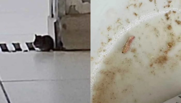 1 de 1 rato-e-larva-no-hub - Foto: Material cedido ao Metrópoles