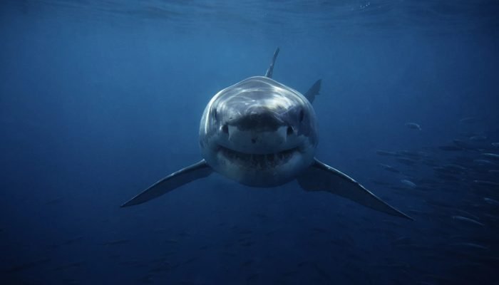 1 de 1 Imagem colorida de tubarão-branco nadando em alto mar - Metrópoles - Foto: Gerard Soury/...